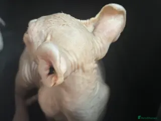 Sphynx cats loving sphynx kittens ready to leave now - Advert 9