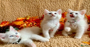 Siberian cats - Advert 6