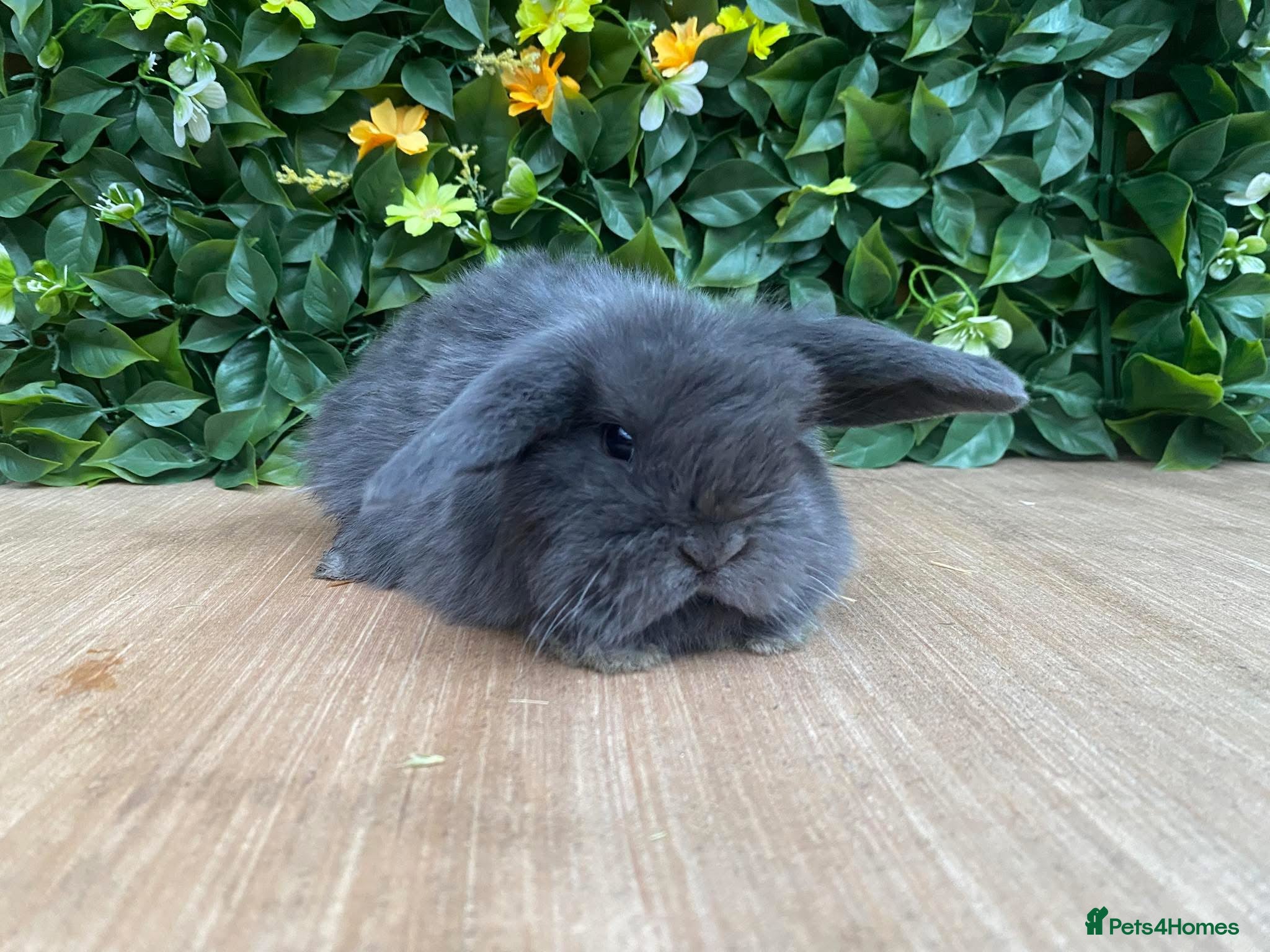 Mini Lop rabbits Mini lops ( Est since 2014 )💙💙 - Advert 12