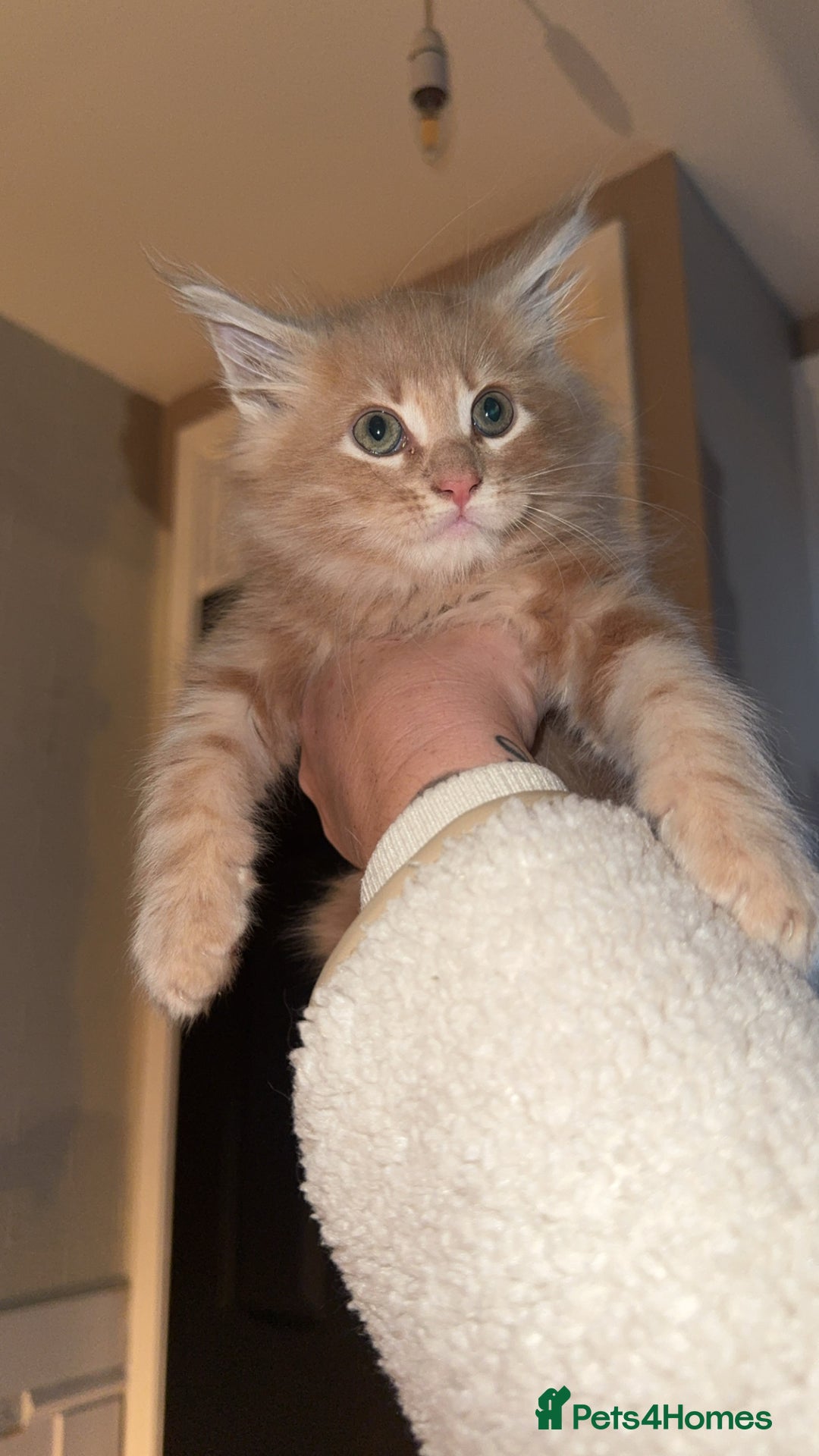 Maine Coon cats for sale: Maincoone kittens  - Advert 5
