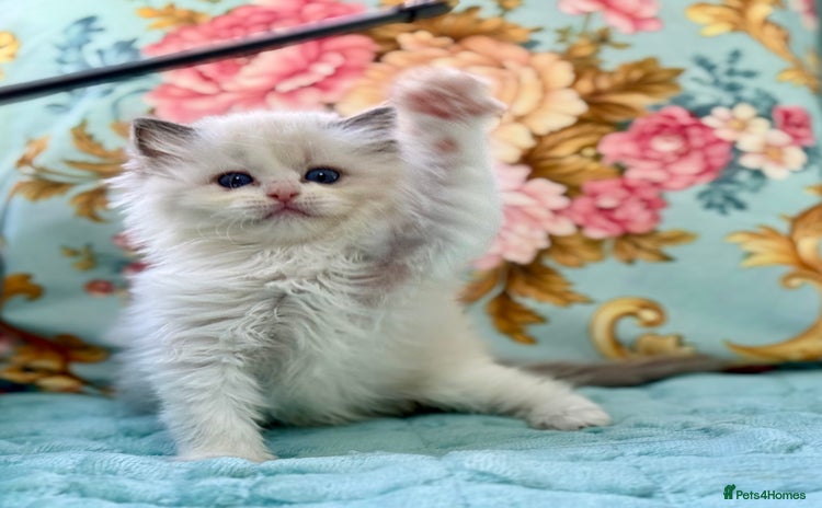 Ragdoll cats - Advert 16