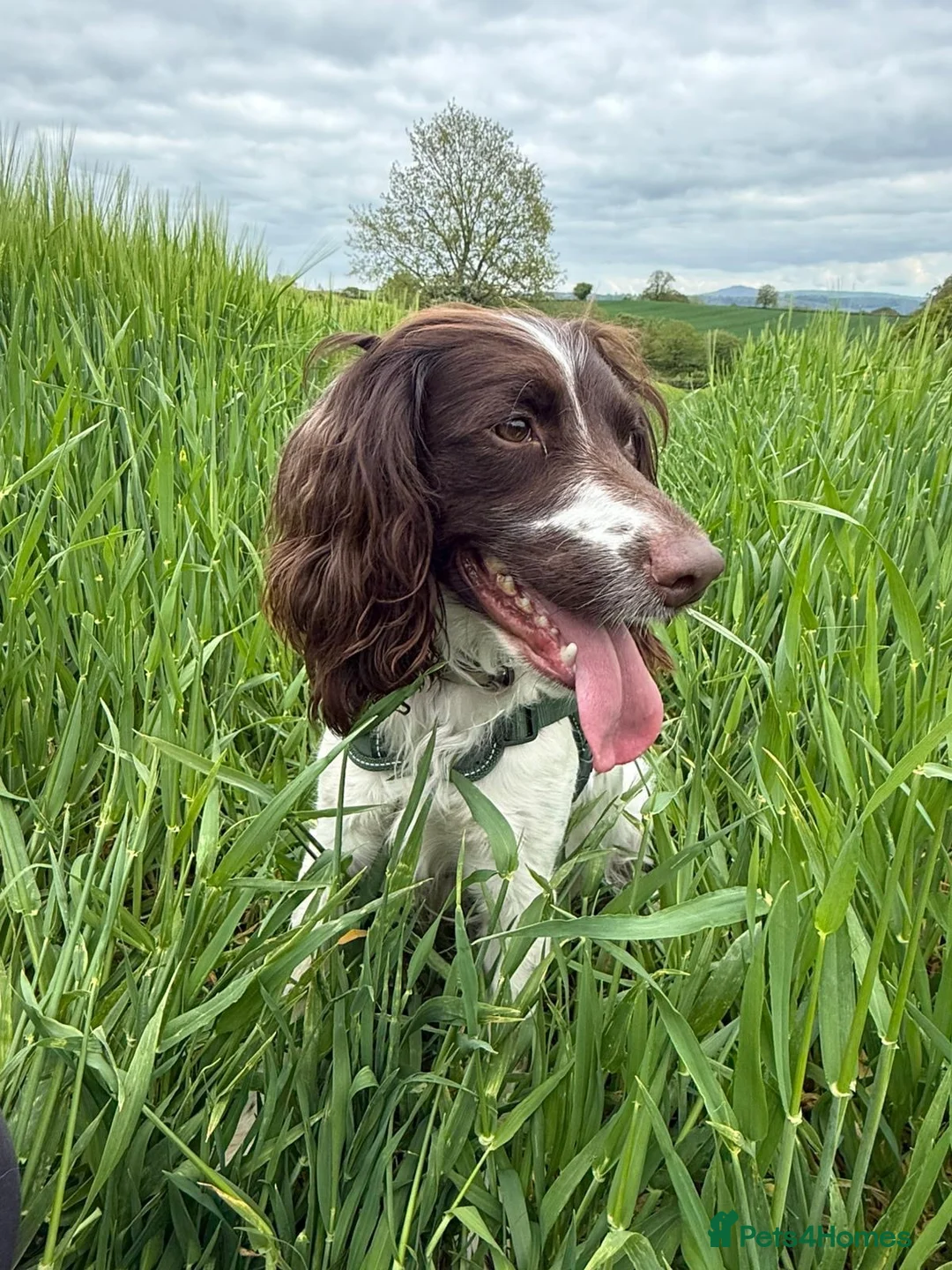 Sprocker dogs for sale: Beautiful boy available  - Advert 1