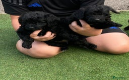 Cockapoo dogs for sale: Cockapoo puppy’s boys/girls - Image 9