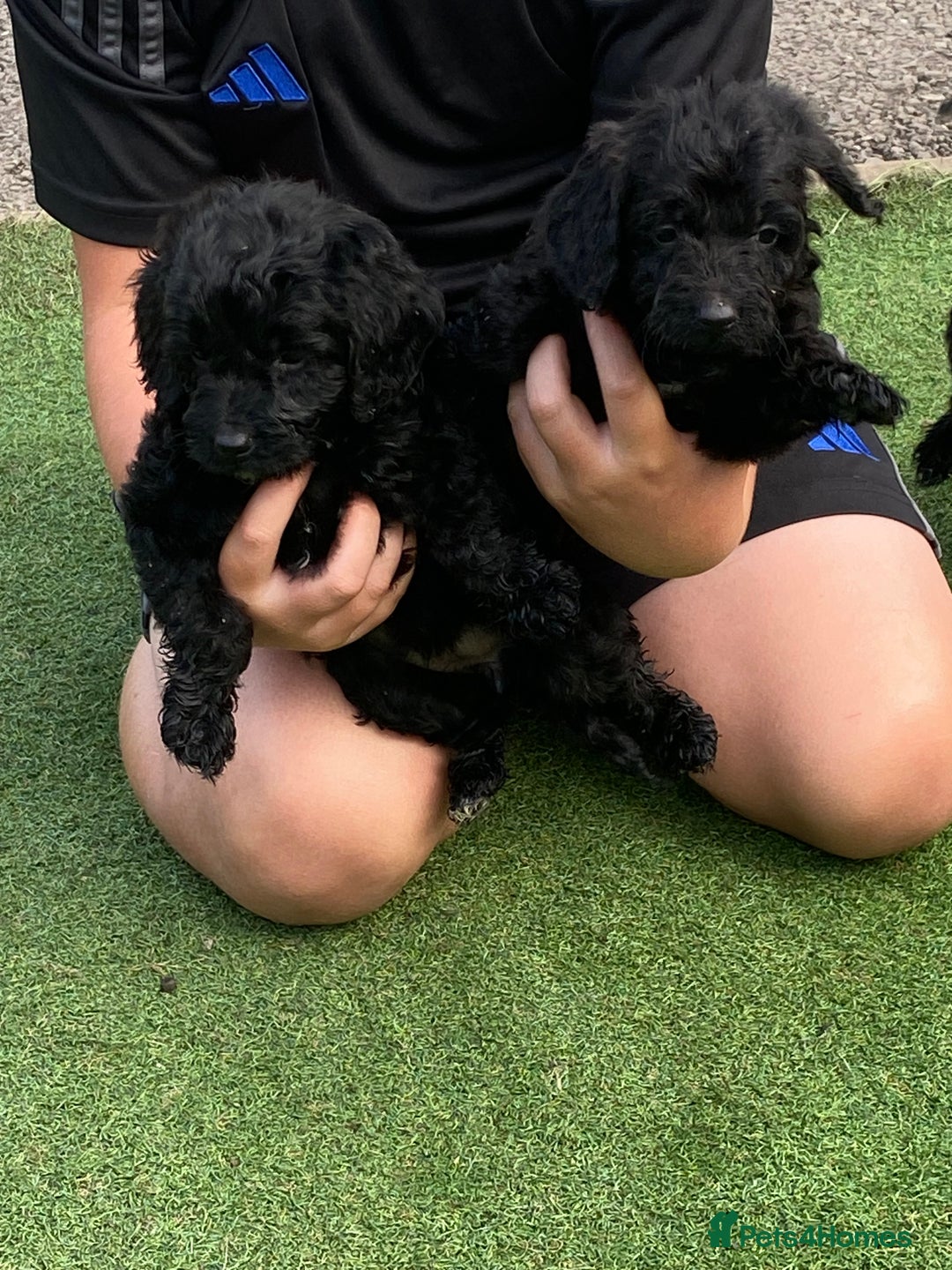 Cockapoo dogs for sale: Cockapoo puppy’s boys/girls - Image 9