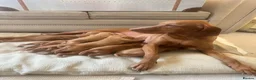 Hungarian Vizsla dogs for sale: Champion KC registered Hungarian Vizsla puppies  - Advert 1