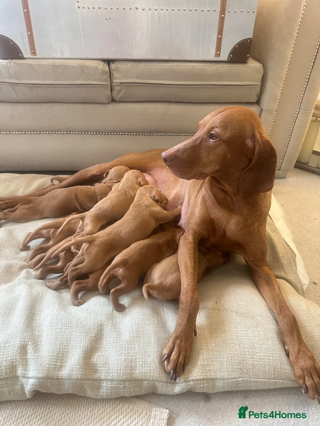 Hungarian Vizsla dogs for sale: Champion KC registered Hungarian Vizsla puppies  - Advert 1