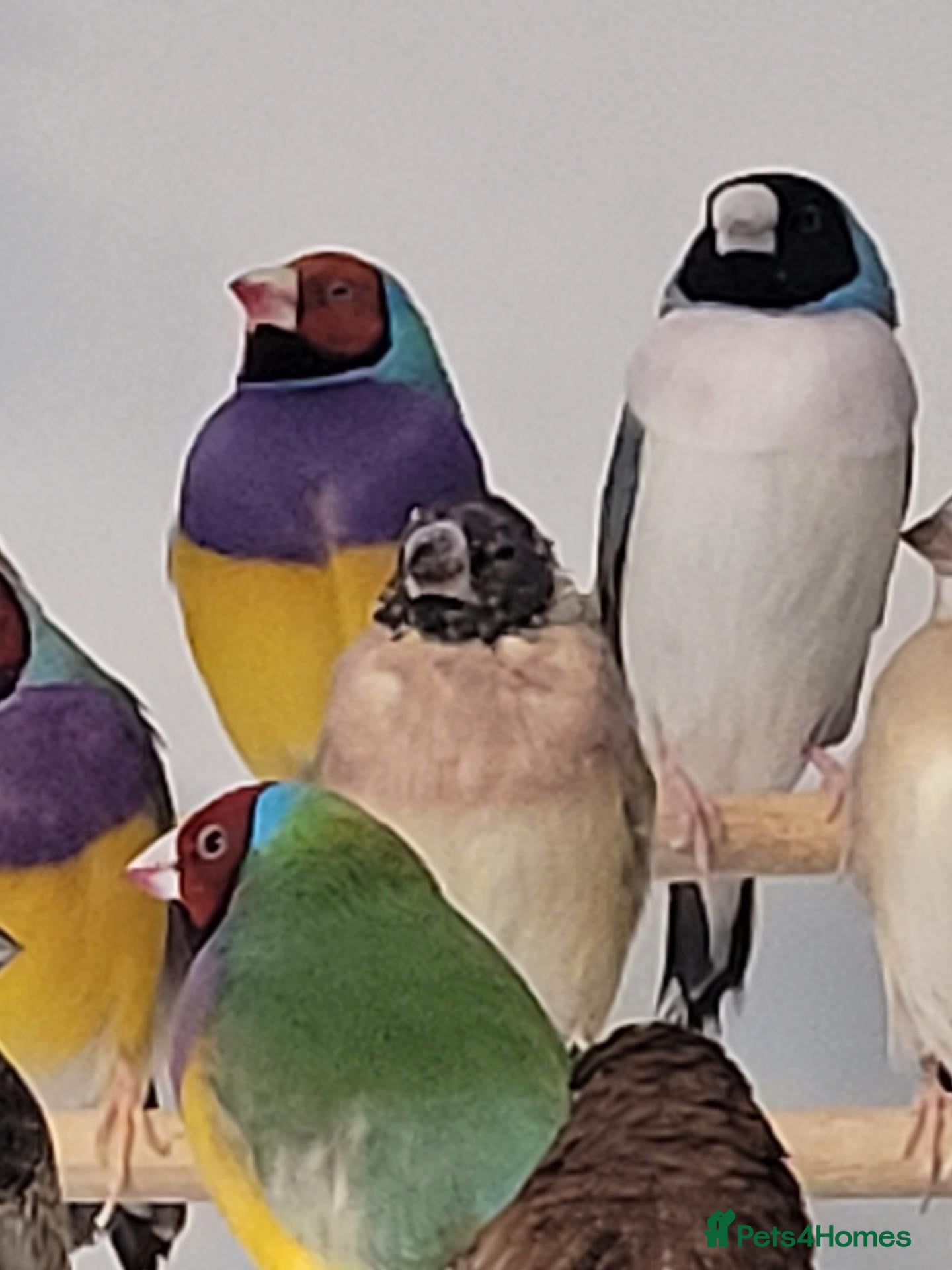 Finches birds gouldian finches  x  bengalise  - Advert 10