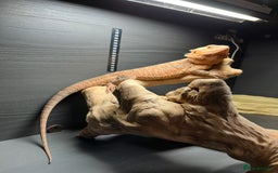 Bearded Dragon reptiles for sale: Bearded dragon, Vivarium and bits - Image 3