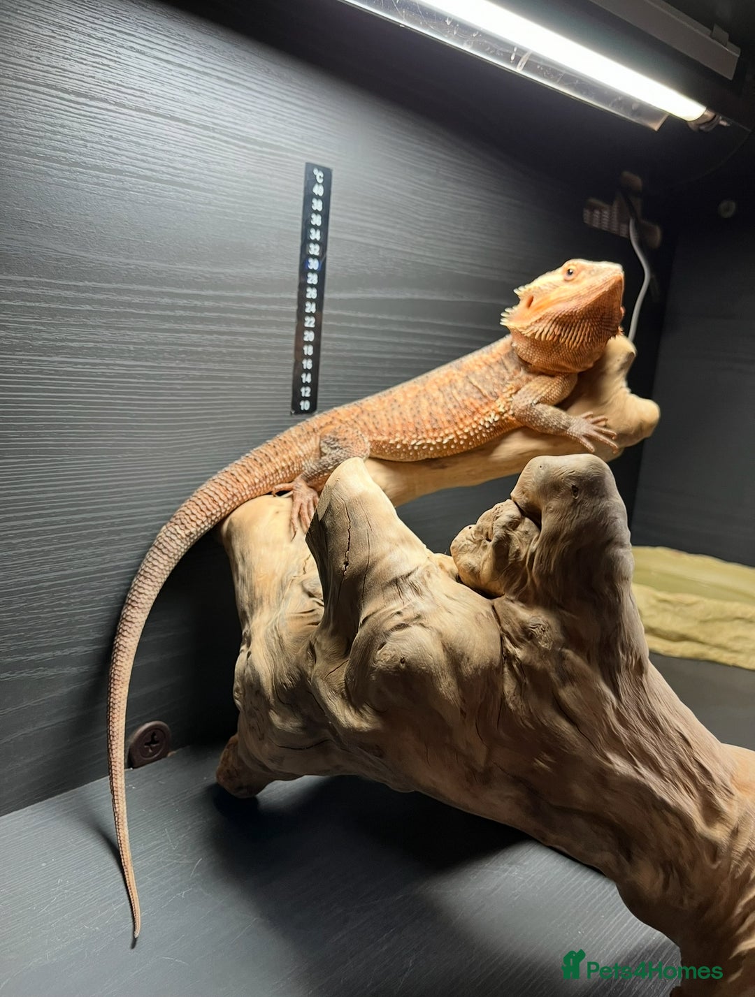 Bearded Dragon reptiles for sale: Bearded dragon, Vivarium and bits - Image 3