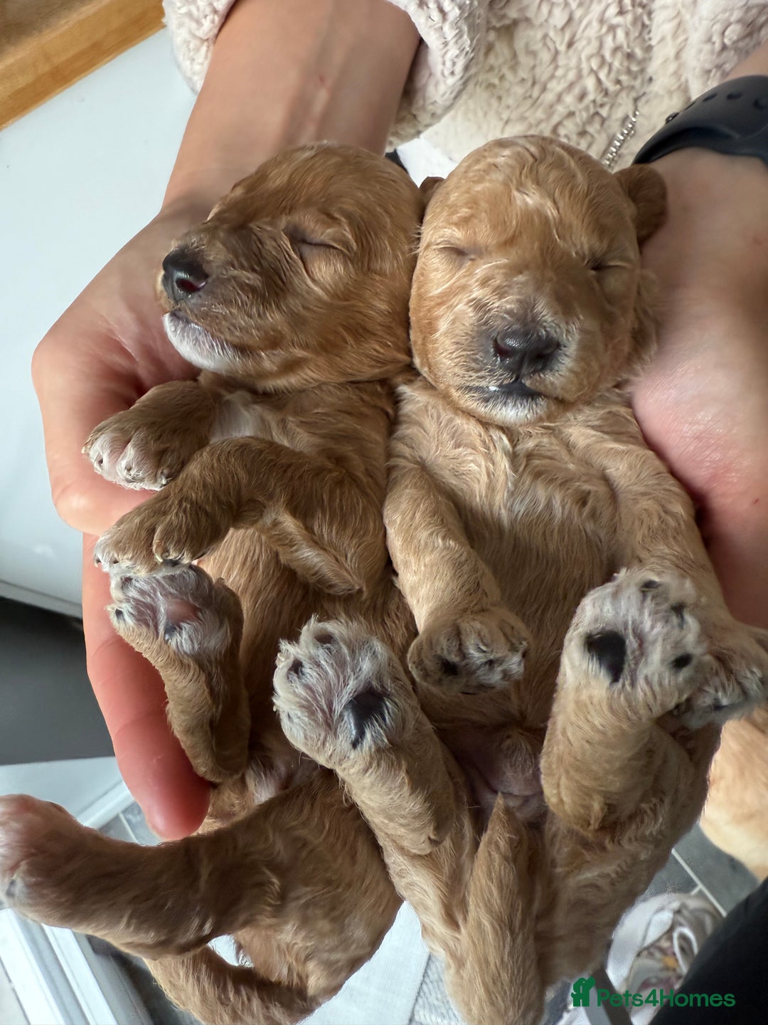 Miniature Poodle dogs for sale: Miniature poodle puppies ready now  - Image 23