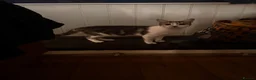 Mixed Breed cats for sale: Female 6 month kitten  - Advert 5