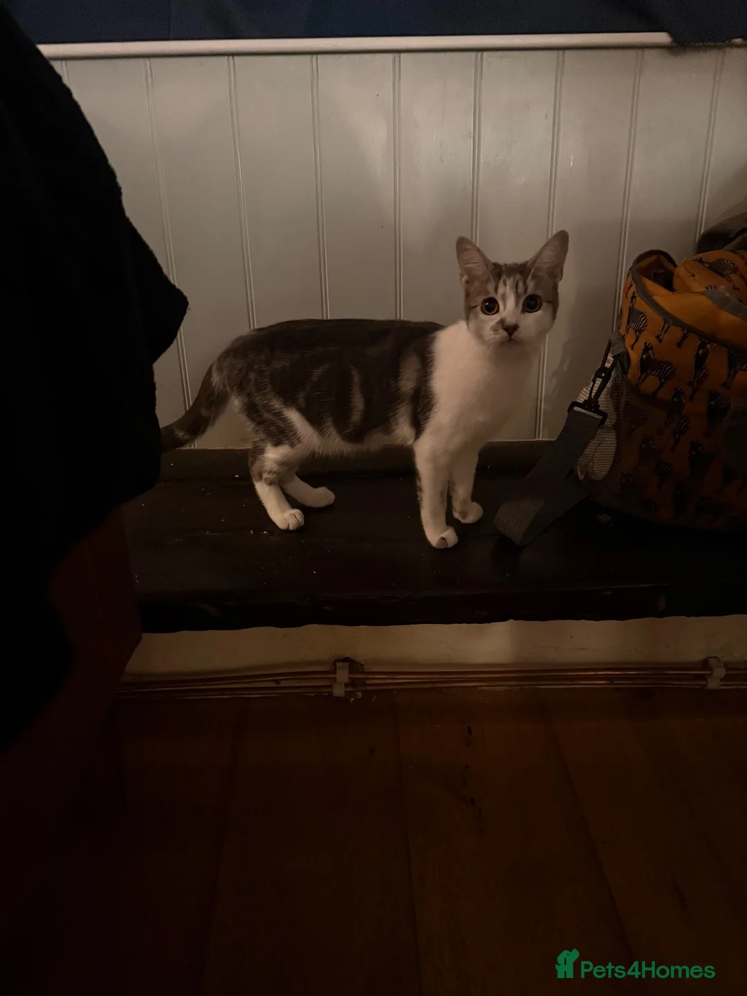 Mixed Breed cats for sale: Female 6 month kitten  - Advert 5