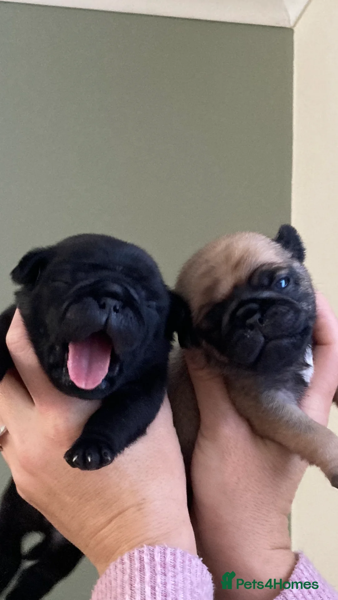 Pug dogs for stud: Health tested black pug stud  in Stevenage - Advert 31