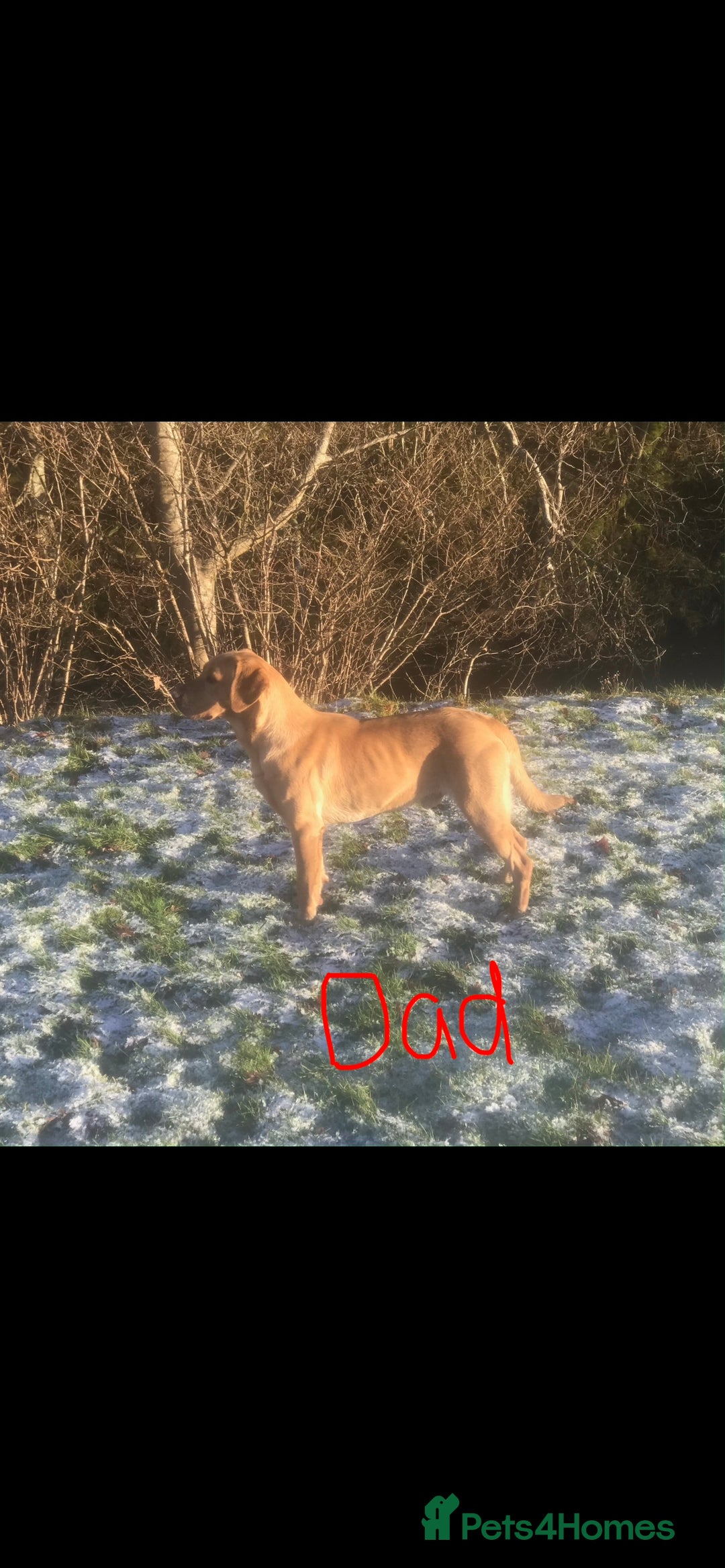 Labrador Retriever dogs for sale: KC registered black and red Labrador puppies - Advert 2