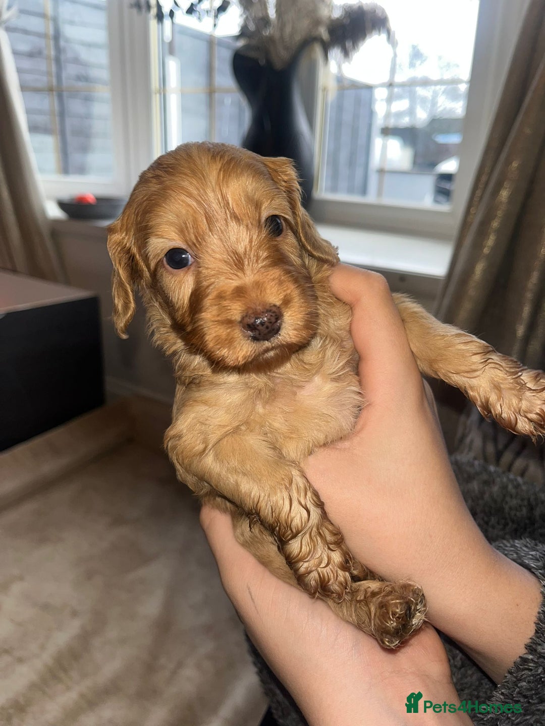 Cockapoo dogs for sale: Beautiful cockapoo puppys  - Advert 13