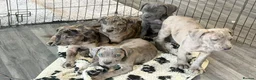 Cane Corso dogs for sale: Cane corso pups ready now  in Dereham - Advert 11