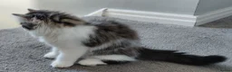 Siberian cats for sale: GCCF siberian brown tabby & white male kitten  - Advert 5