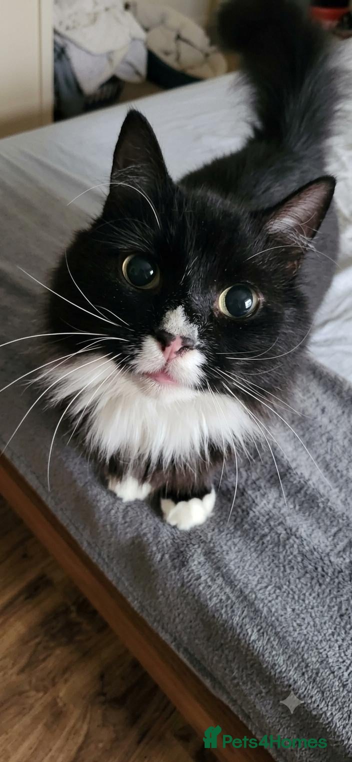 Mixed Breed cats Willow is looking for a forever home - Advert 1