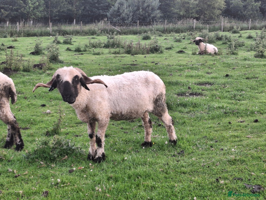 Sheep livestock for sale: Valais Blacknose Starter flock for sale  - Image 2