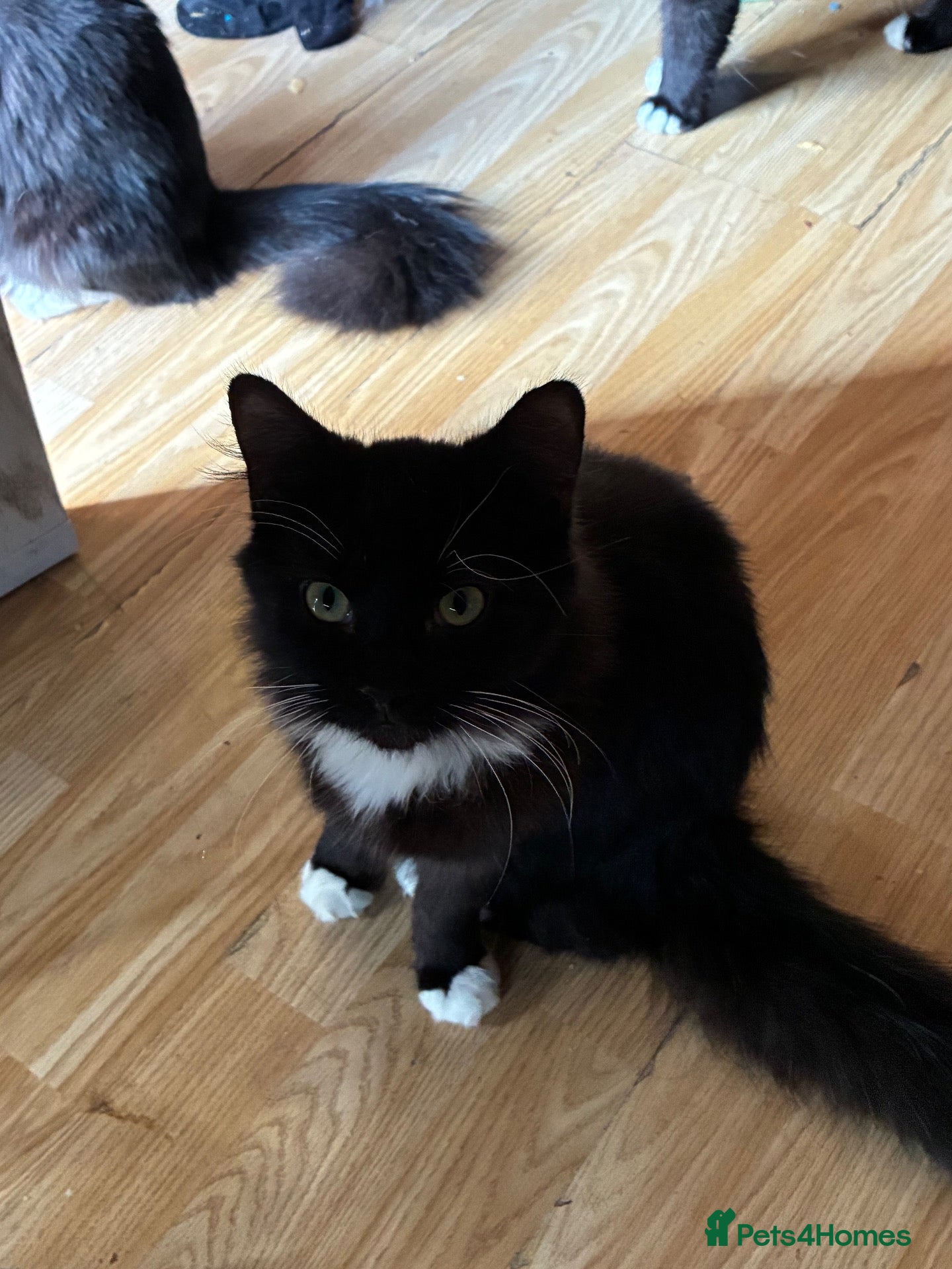 Mixed Breed cats Male cat named Riddle - Advert 2