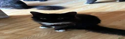Mixed Breed cats for sale: Male cat named Riddle - Advert 1