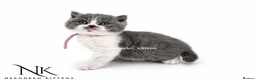 British Shorthair cats for sale: 10 Week old GCCF REG BSH KITTENS  - Advert 14