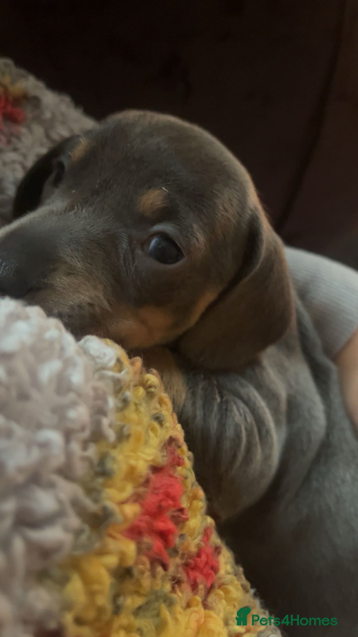 Dachshund dogs 1 BOY REMAINS- Beautiful dachshunds - Advert 4