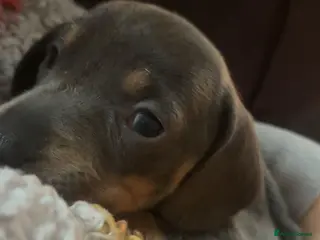 Dachshund dogs 1 BOY REMAINS- Beautiful dachshunds - Advert 4