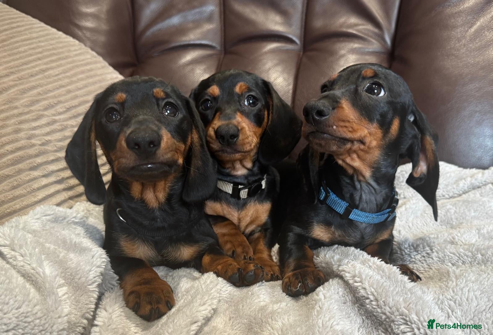Miniature Dachshund dogs Gorgeous KC reg miniature dachshund puppies  - Advert 1