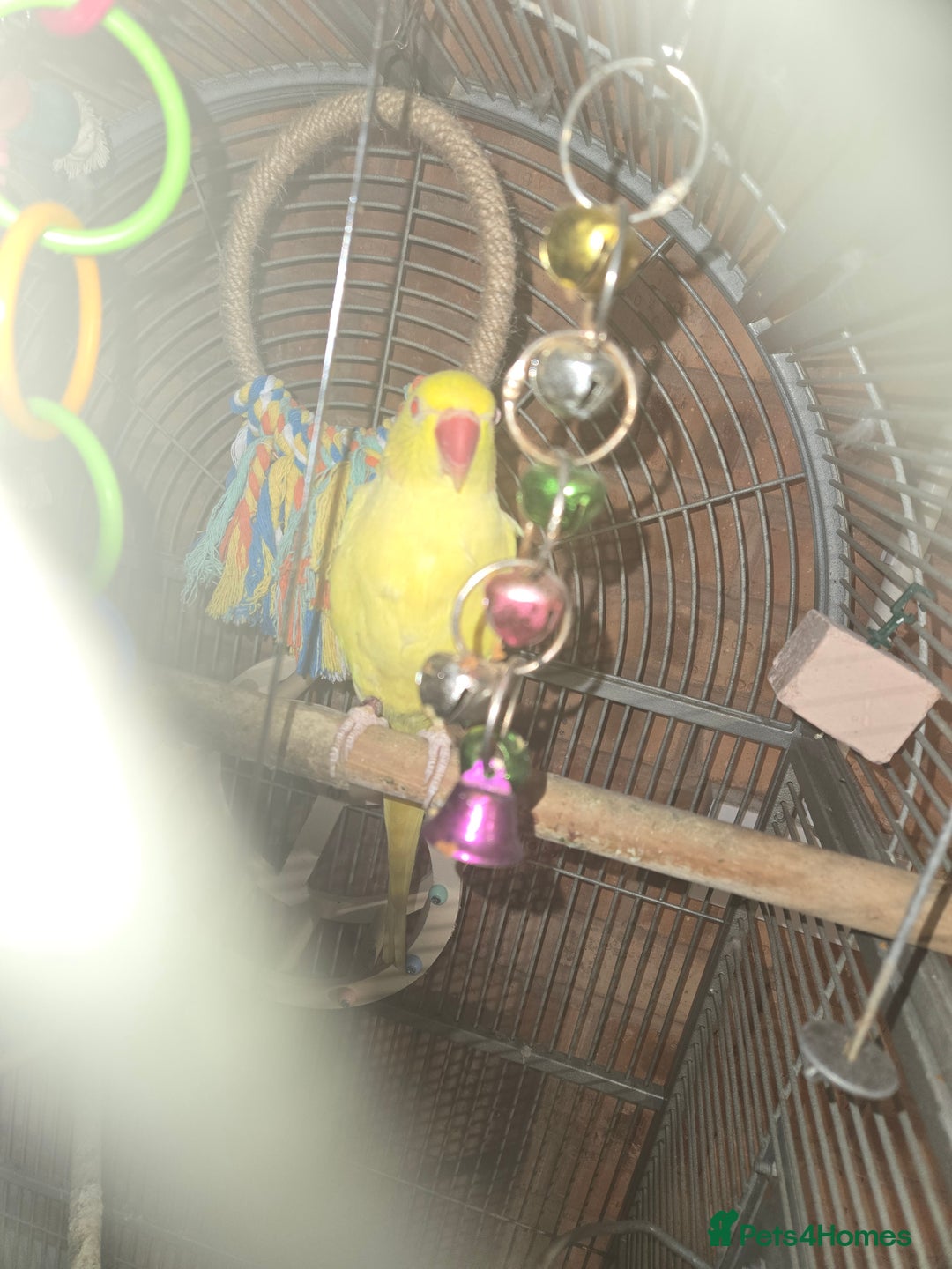 Ringnecks birds for sale: Lutino ringneck  - Advert 4