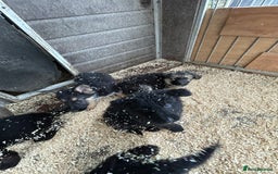 German Shepherd dogs for sale: German shepherd puppies  - Advert 24