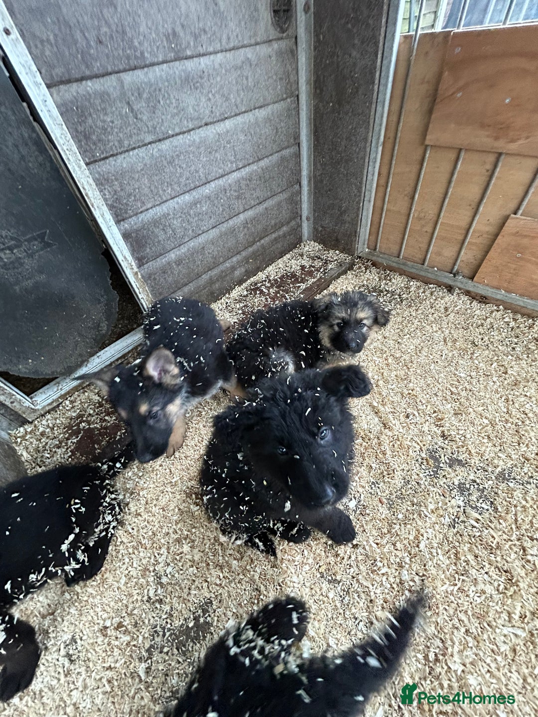 German Shepherd dogs for sale: German shepherd puppies  - Advert 24