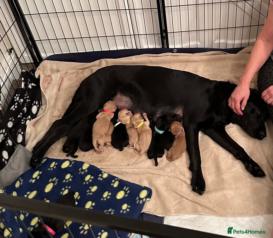 Labrador Retriever dogs for stud: Health Tested Fox red Labrador for Stud  in Wisbech - Image 10