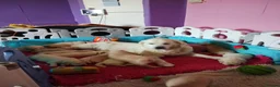 Golden Retriever dogs for sale: UKKC Golden Retriever puppies  - Advert 2