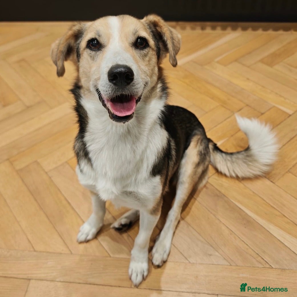 Mixed Breed dogs Banjo (terrier mix) - Advert 1