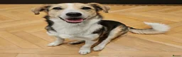 Mixed Breed dogs for adoption: Banjo (terrier mix) in London - Advert 1