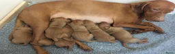 Hungarian Vizsla dogs for sale: KC REG & HEALTH CHECKED PARENTS & PUPS - Advert 24