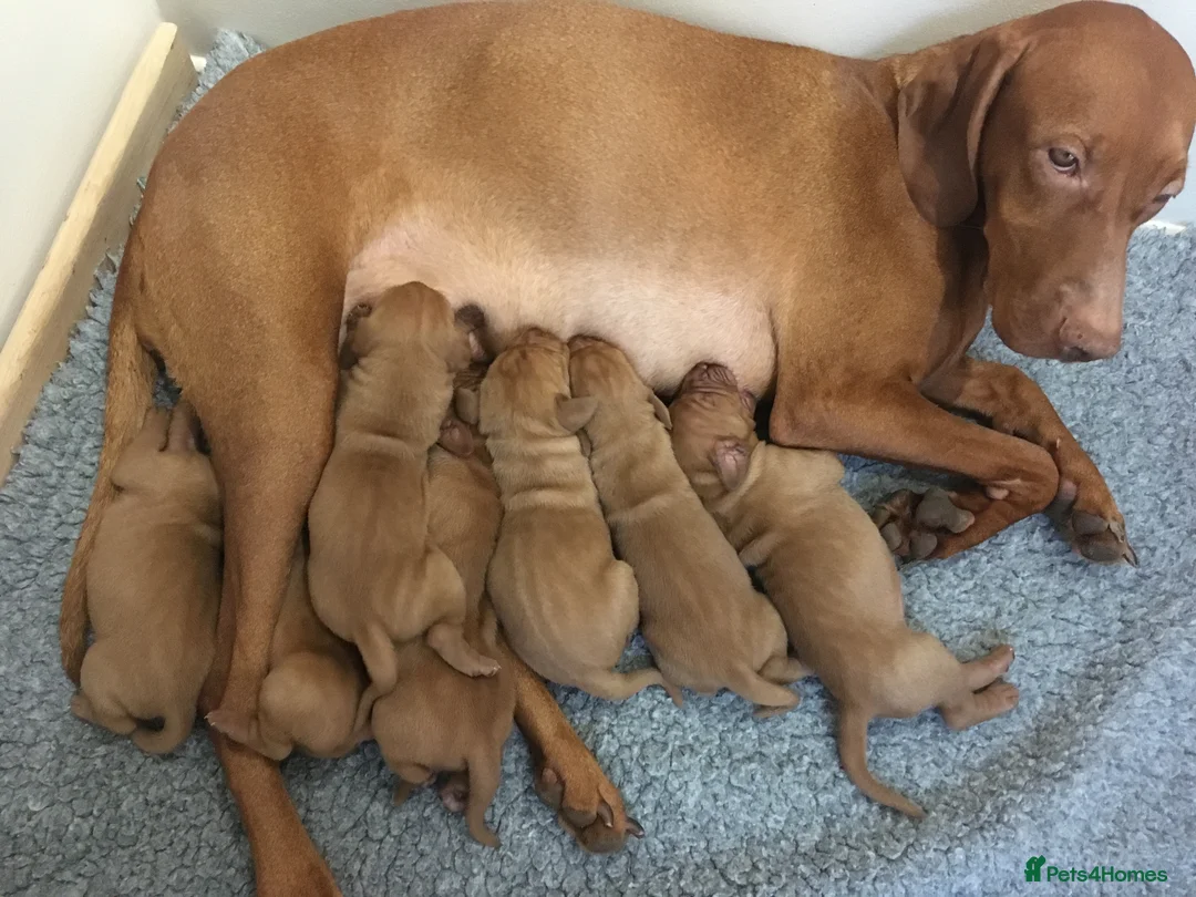 Hungarian Vizsla dogs for sale: KC REG & HEALTH CHECKED PARENTS & PUPS - Advert 24