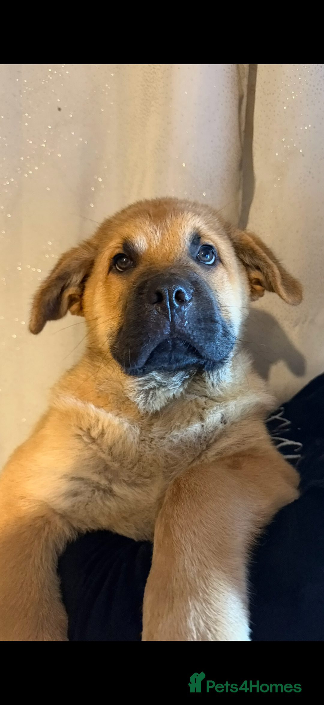 Mixed Breed dogs for sale: Beautiful chow x Newfoundland puppies - Advert 18