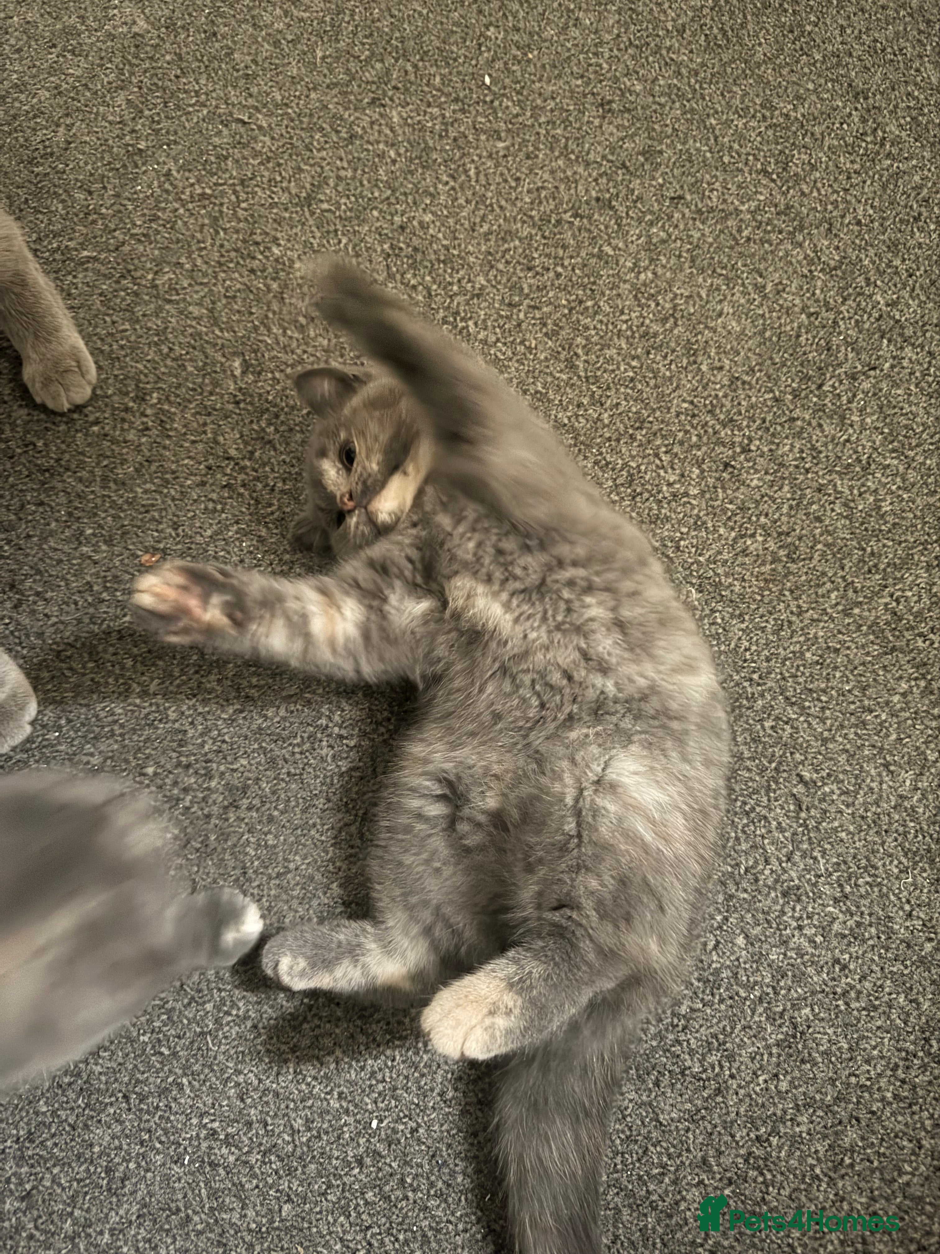 British Shorthair cats British Shorthair-Blue cream female. - Advert 2