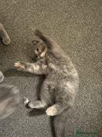 British Shorthair cats - Advert 11