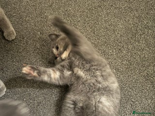 British Shorthair cats British Shorthair-Blue cream female. - Advert 4