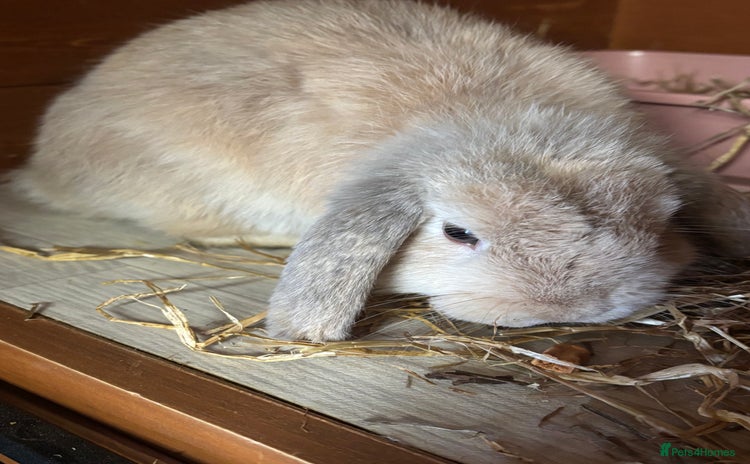 Mini Lop rabbits - Advert 12