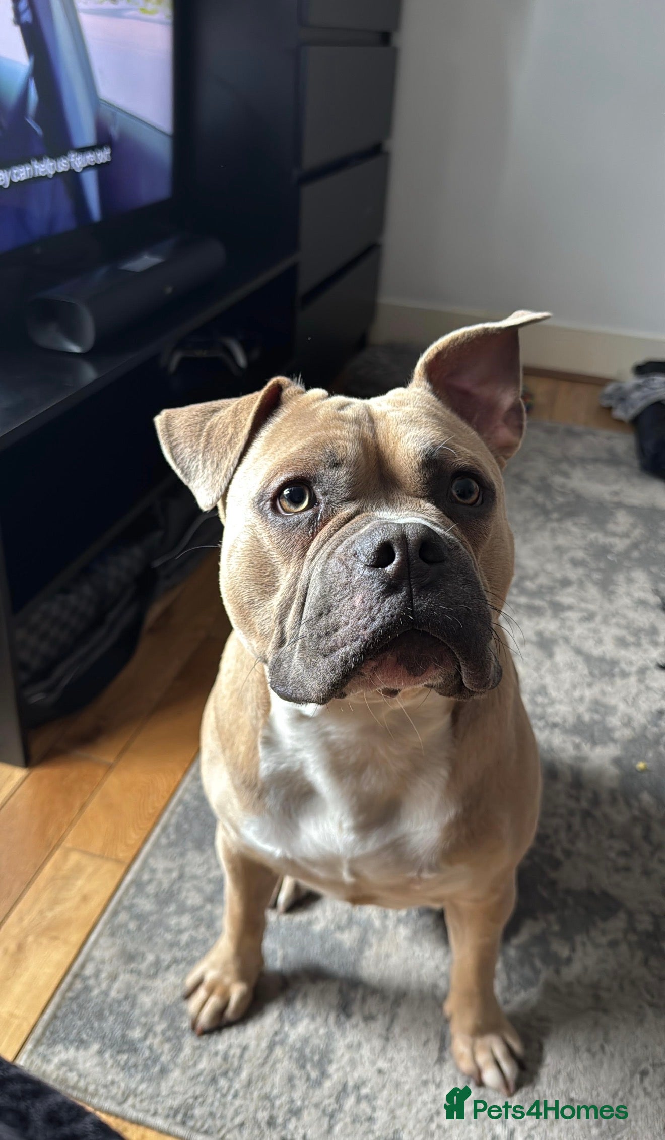 Mixed Breed dogs Rocky - Advert 1