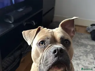 Mixed Breed dogs Rocky - Advert 12