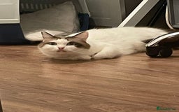 Ragdoll cats for sale: Ragdoll Cross Kittens - Advert 13