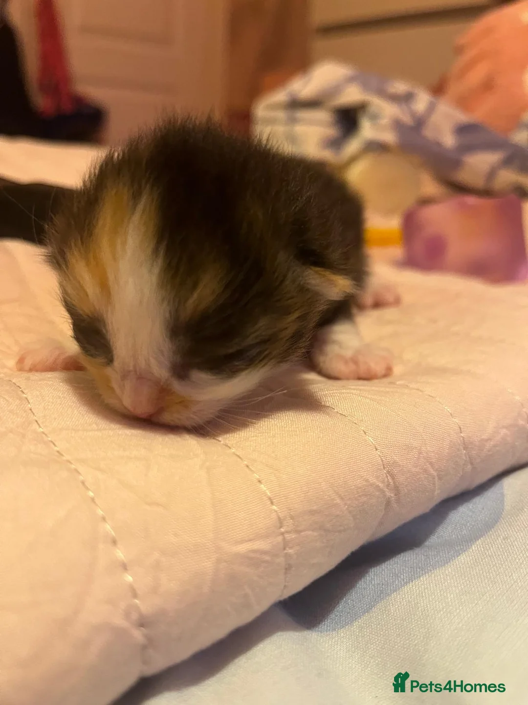 Ragcoon cats for sale: 4 stunning kittens ready for their new home  in Liverpool - Advert 5