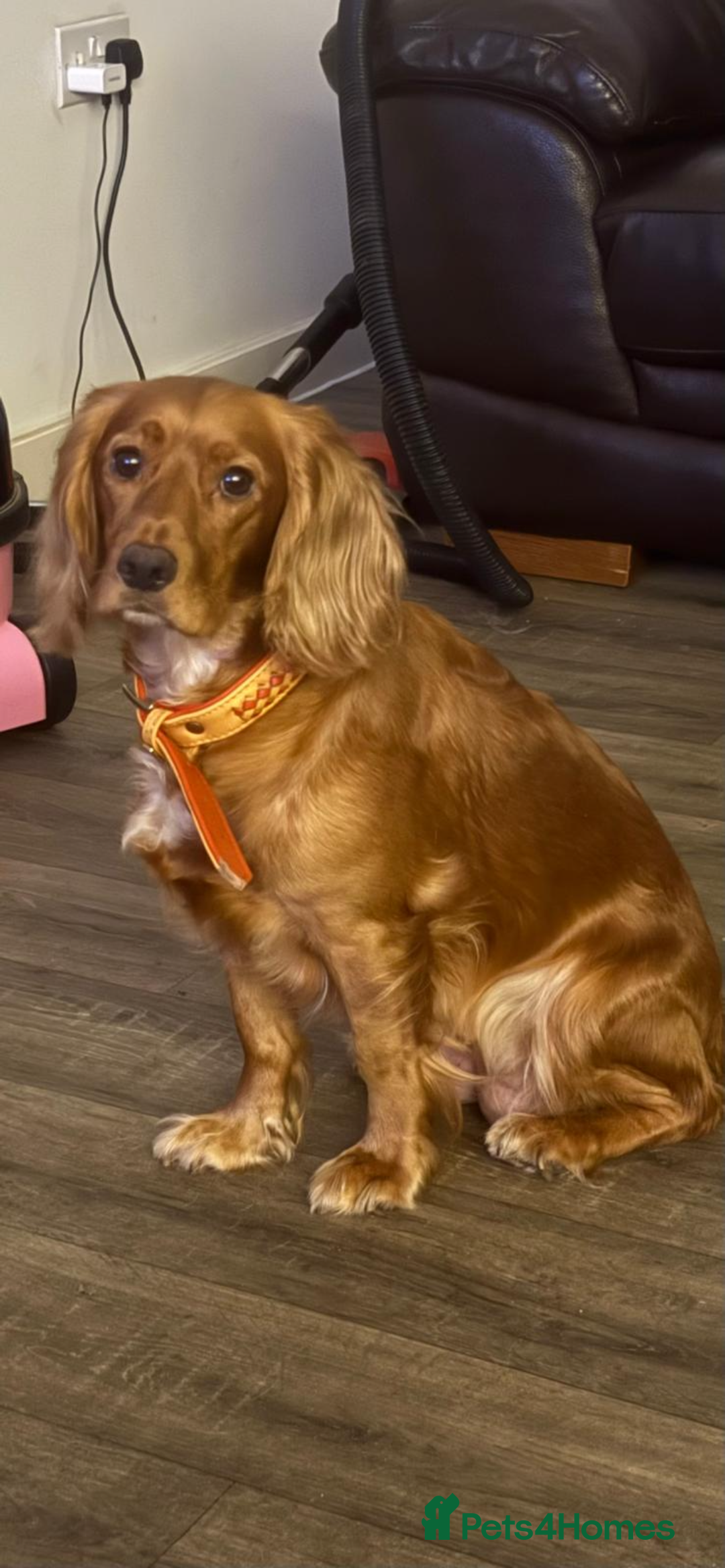 Mixed Breed cats for sale: SPROCKER SPANIEL PUPPIES  - Advert 14