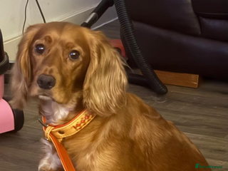 Mixed Breed cats SPROCKER SPANIEL PUPPIES - Advert 2