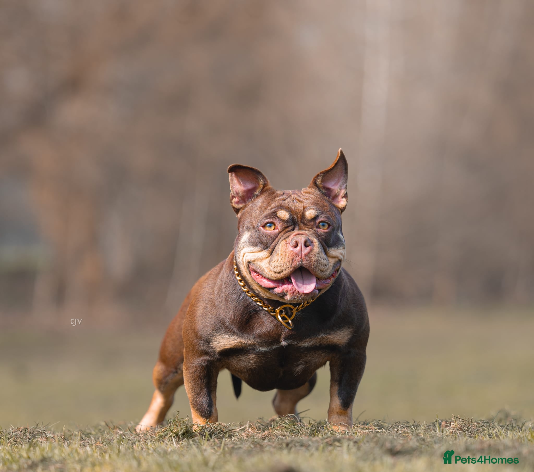 American Bully dogs American micro bully chocolate tric  - Advert 2